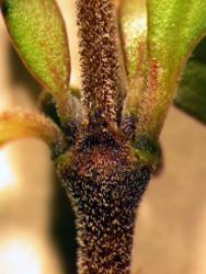 Image: D. Glenny, J. Cruickshank © Landcare Research 2014 